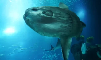Sunfish City cover