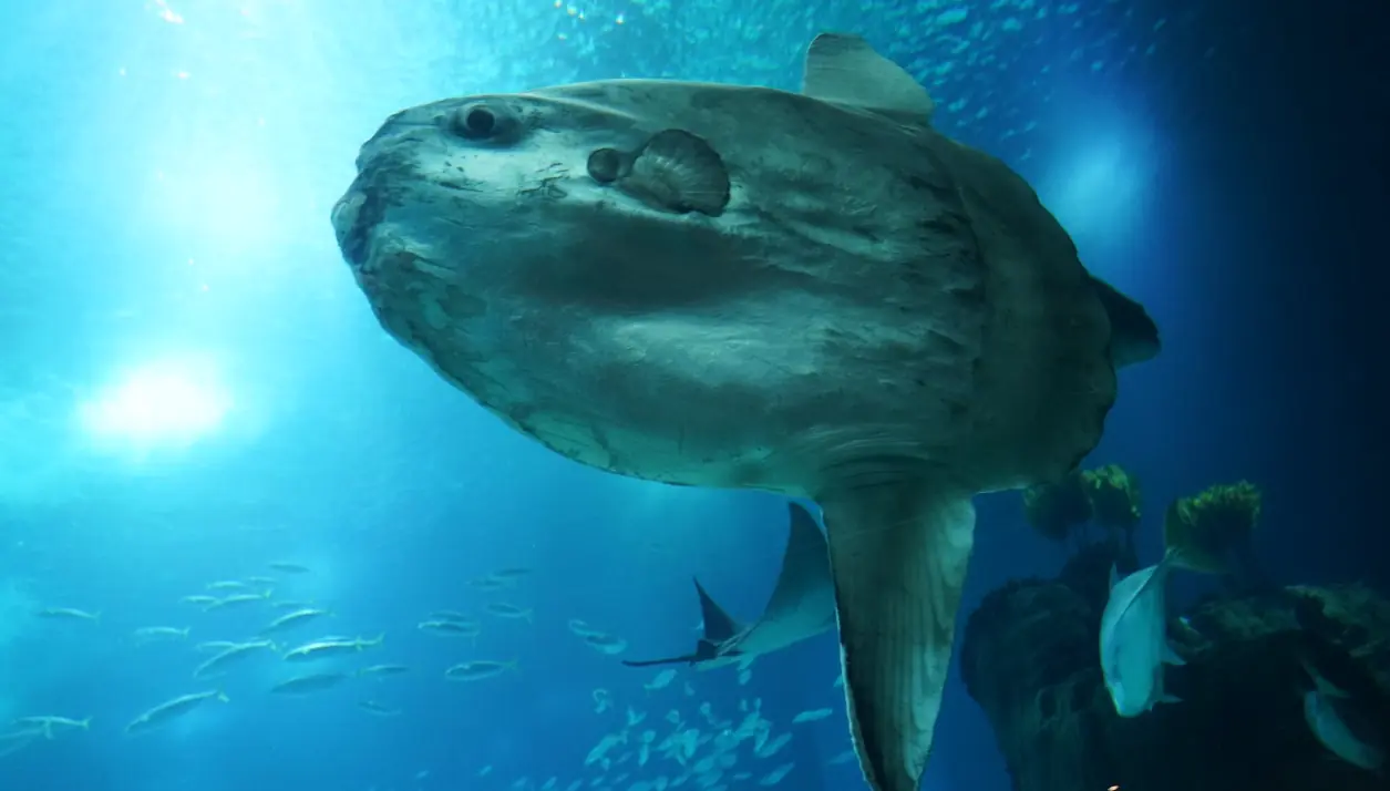 Sunfish City cover